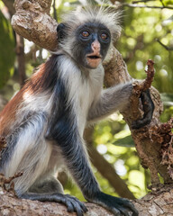 Fototapeta na wymiar Endangered Red Colobus Monkey portrait, in Zanzibar, Africa 