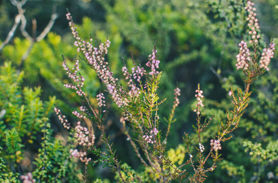 Small purple flowers almost at blooming