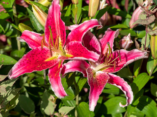 Two large pink stargazer lily blooms in a summer garden