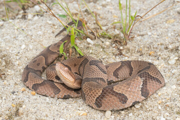Eastern copperhead - Agkistrodon contortrix