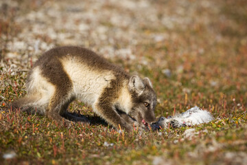 Arctic Fox, Svalbard, Norway