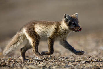 Arctic Fox, Svalbard, Norway