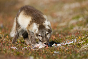 Arctic Fox, Svalbard, Norway
