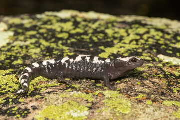 Male marbled salamander - Ambystoma opacum