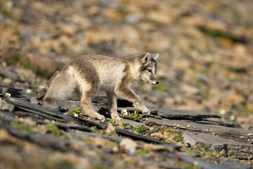 Arctic Fox, Svalbard, Norway