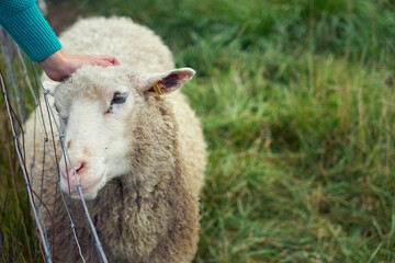 Naklejka premium A white sheep close up. Copy space.