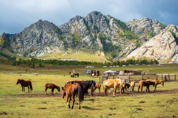 Fototapeta na wymiar herd of horses in mountains