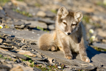 Arctic Fox, Svalbard, Norway