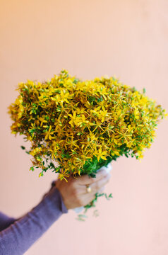 St. John's wort / Hypericum perforatum