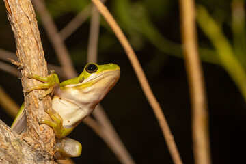 Green treefrog in Virginia, USA - Hyla cinerea