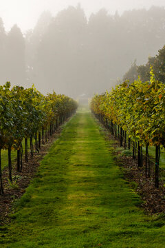 Vinyard in the Mist