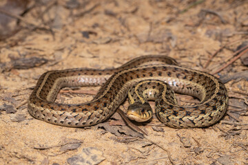 Eastern garter snake - Thamnophis sirtalis 