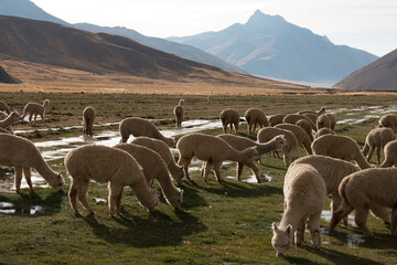 Naklejka premium Alpacas grazing in the Andes mountains of Peru, near Cusco. 