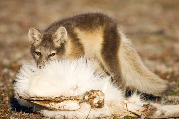Arctic Fox, Svalbard, Norway