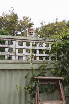 A young cat climbing suburban fence in the backyard garden