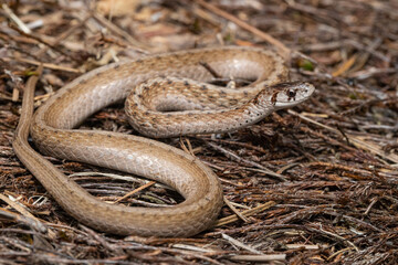 Northern Brown Snake - Storeria dekayi