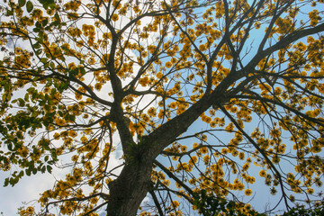 Obraz premium tree in autumn