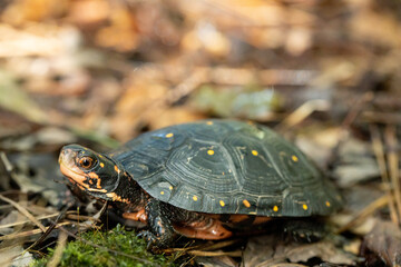 Spotted turtle - Clemmys guttata