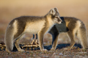Arctic Foxes, Svalbard, Norway