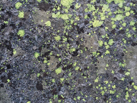 Lichen on worn granite rock