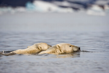 Polar Bear, Svalbard, Norway