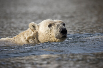 Fototapeta premium Polar Bear, Svalbard, Norway
