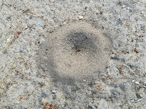 Small anthill on ground surface