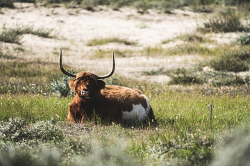 Free running highland cow between some dunes
