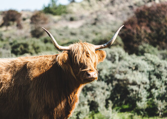 Free running a close up shot of a head of a highland cow between some dunes