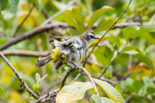 Yellow-vented bulbul