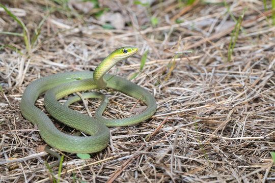 Rough Green Snake - Opheodrys Aestivus