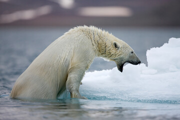 Fototapeta na wymiar Polar Bear on Iceberg, Svalbard, Norway