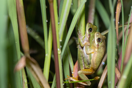 Breeding squirrel tree frogs in amplexus - Hyla squirella