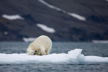 Polar Bear on Iceberg, Svalbard, Norway