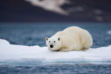 Polar Bear on Iceberg, Svalbard, Norway