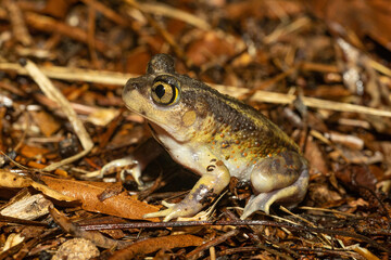 Eastern spadefoot - Scaphiopus holbrookii