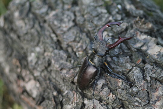 Stag Beetle rotten tree trunk
