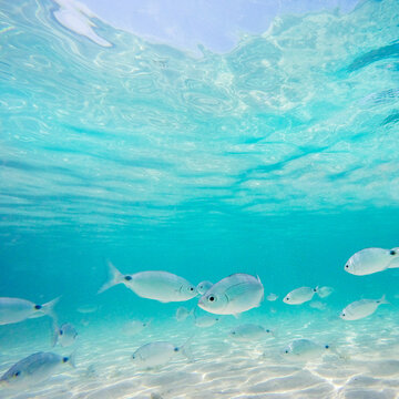 Shoal of white minnows
