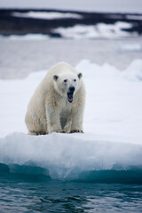 Polar Bear on Iceberg, Svalbard, Norway