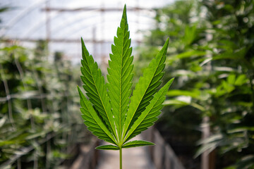 Green Cannabis Leaf in a Marijuana Greenhouse