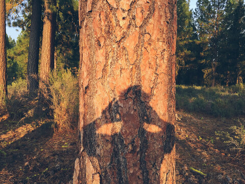 Photographer's shadow on Ponderosa pine tree at dusk