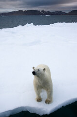 Obraz na płótnie Canvas Polar Bear on Iceberg, Svalbard, Norway