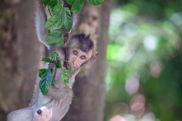可愛いサル