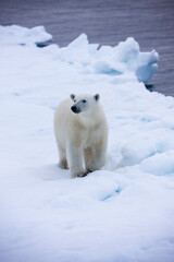 Naklejka na ściany i meble Polar Bear on Iceberg, Svalbard, Norway