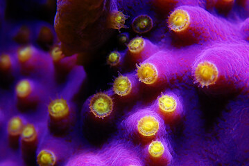 Macro on Yellow polyps turbunaria LPS coral - Turbinaria mesenterina