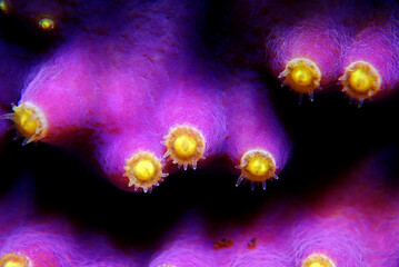 Macro on Yellow polyps turbunaria LPS coral - Turbinaria mesenterina