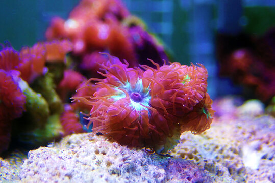 Blastomussa Merletti Coral, Aquacultured LPS Coral in reef tank - (Blastomussa merletti)
