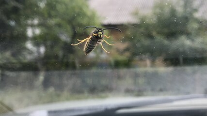 bee on the windshield