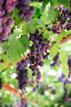Grapes on vine