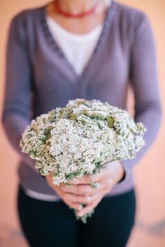 Female hands holding bouquet of the yarrow